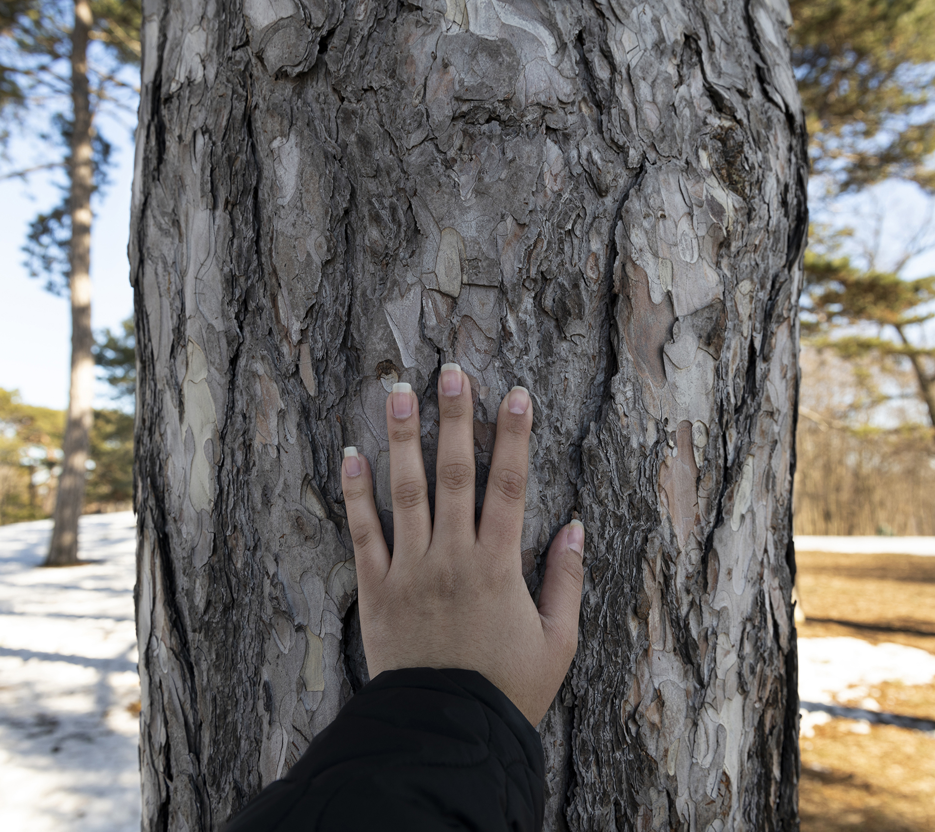 The image consists of a hand touching a tree.