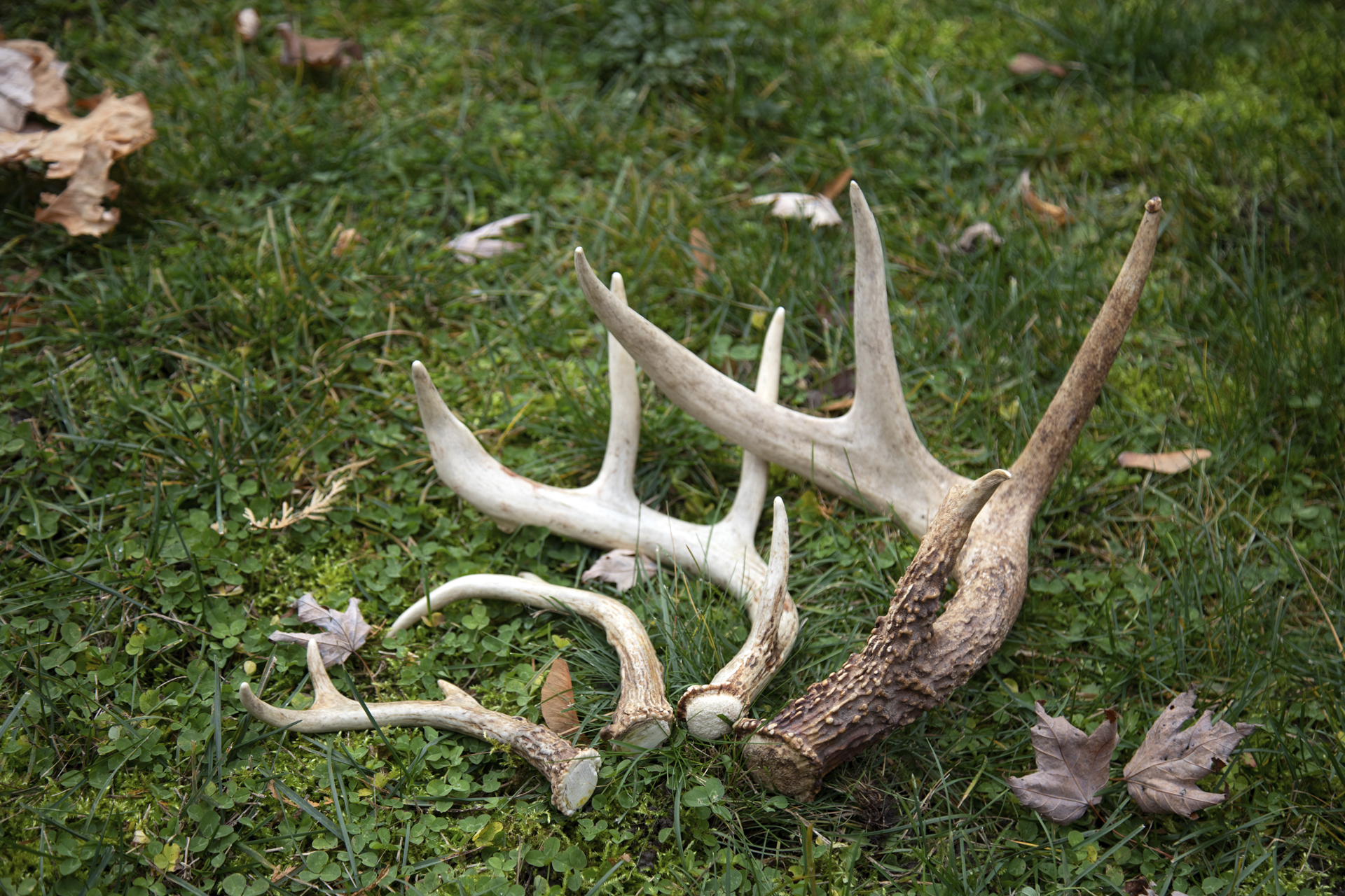 4 deer antlers sitting on grass with dead leafs. They are in order from smallest to largest.