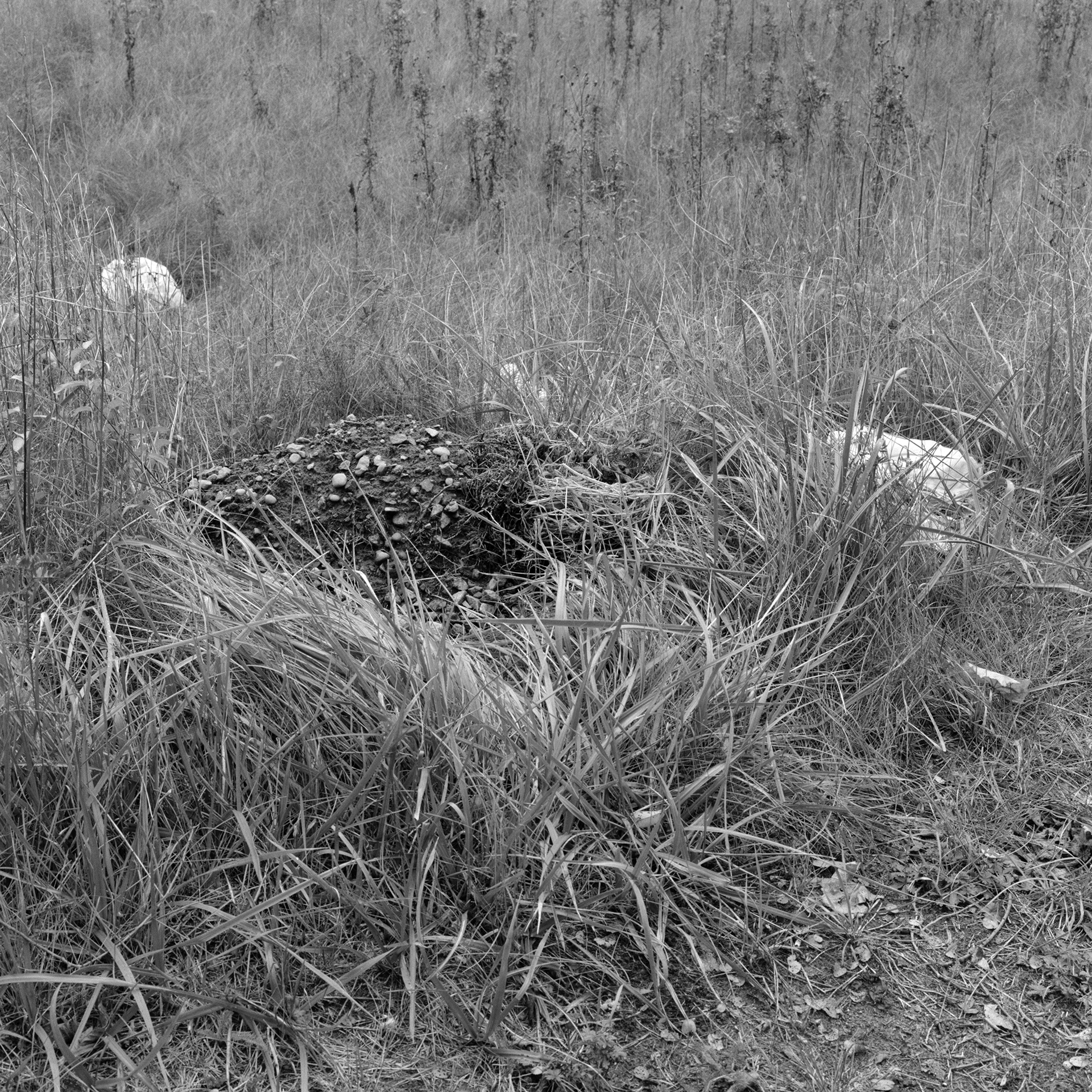 Where The River Runs # 10: A square black and white photograph of a pile of dirt and rocks surrounded by long wild grass and foliage. Next to and behind the bank, two plastic bags sit, blending into the landscape. The long grass and vegetation extend beyond the top of the frame.