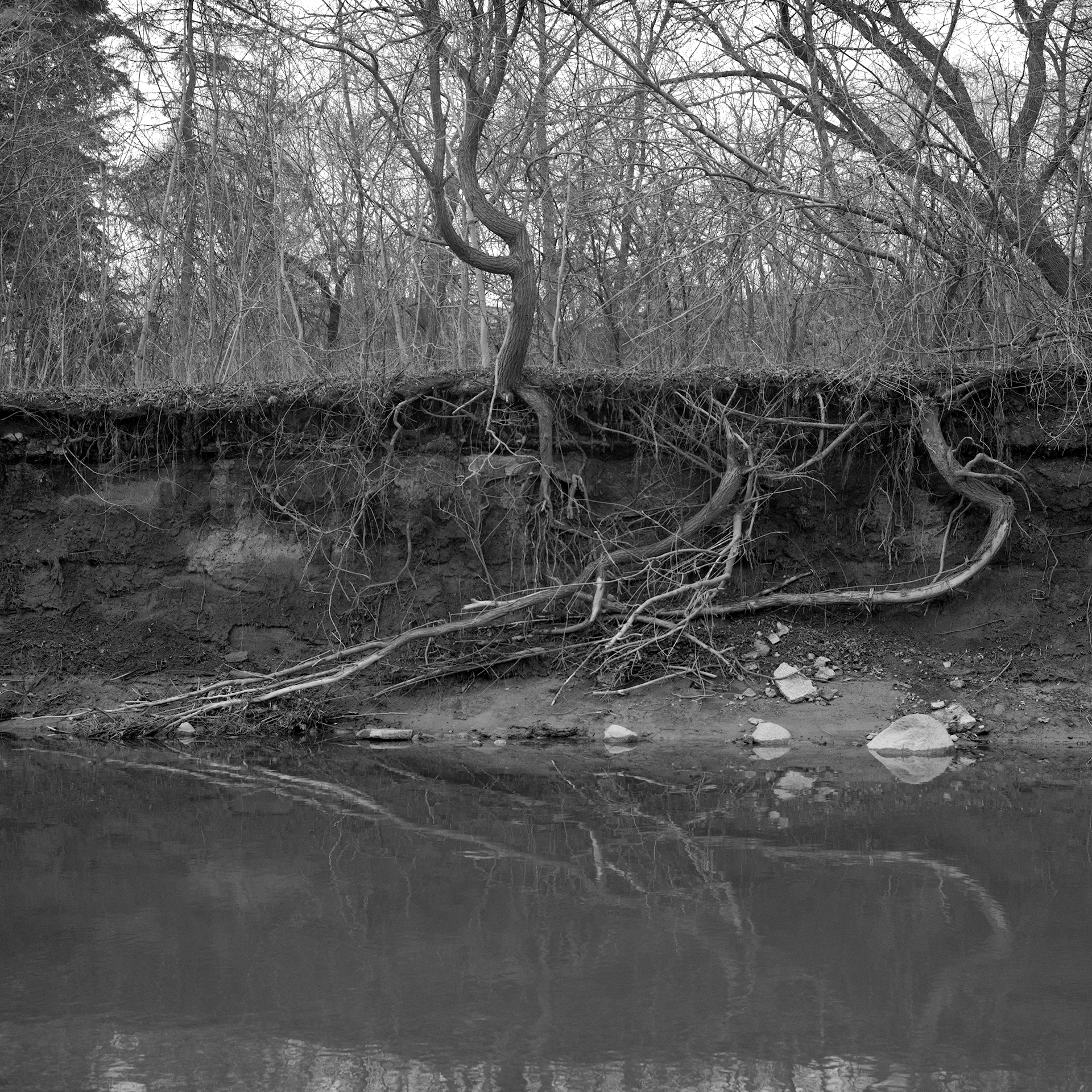 Where The River Runs # 11: A square black and white photograph of an eroding riverside. Water is seen in the foreground, the forest is seen behind, and the roots from the trees above protrude out from the soil below, reaching toward the water.