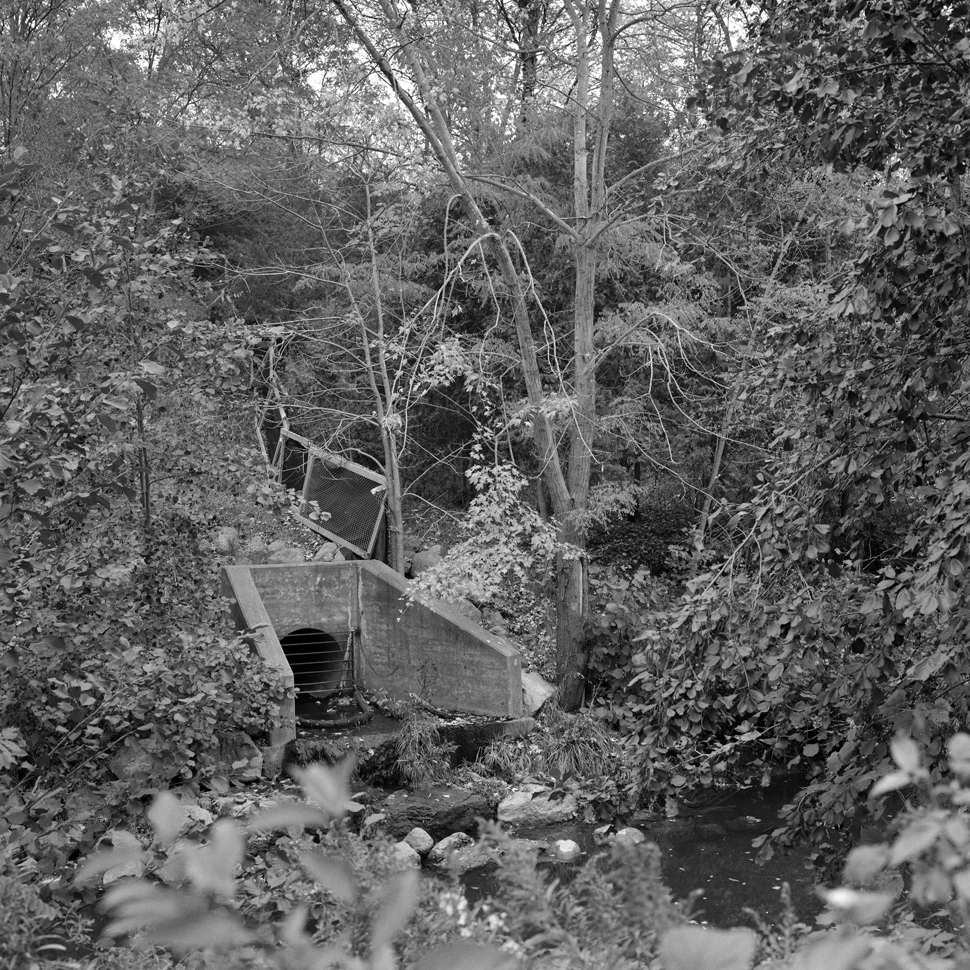 Where The River Runs # 12: A square black and white photograph looking out from forest cover. A river can be seen below, and a sewer protrudes from the other side, surrounded by trees. A wooden fence runs up the hillsides and disappears into the foliage.