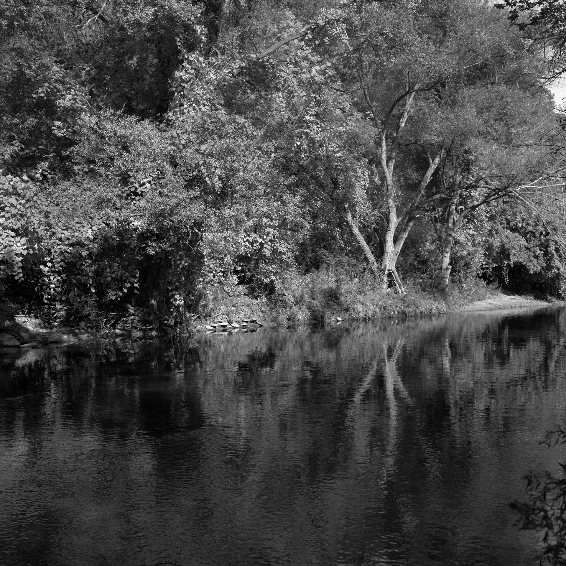 Where The River Runs # 6: A square black and white photograph of a riverside. Water cuts through the foreground as large mature trees behind cast their reflection down onto the water.