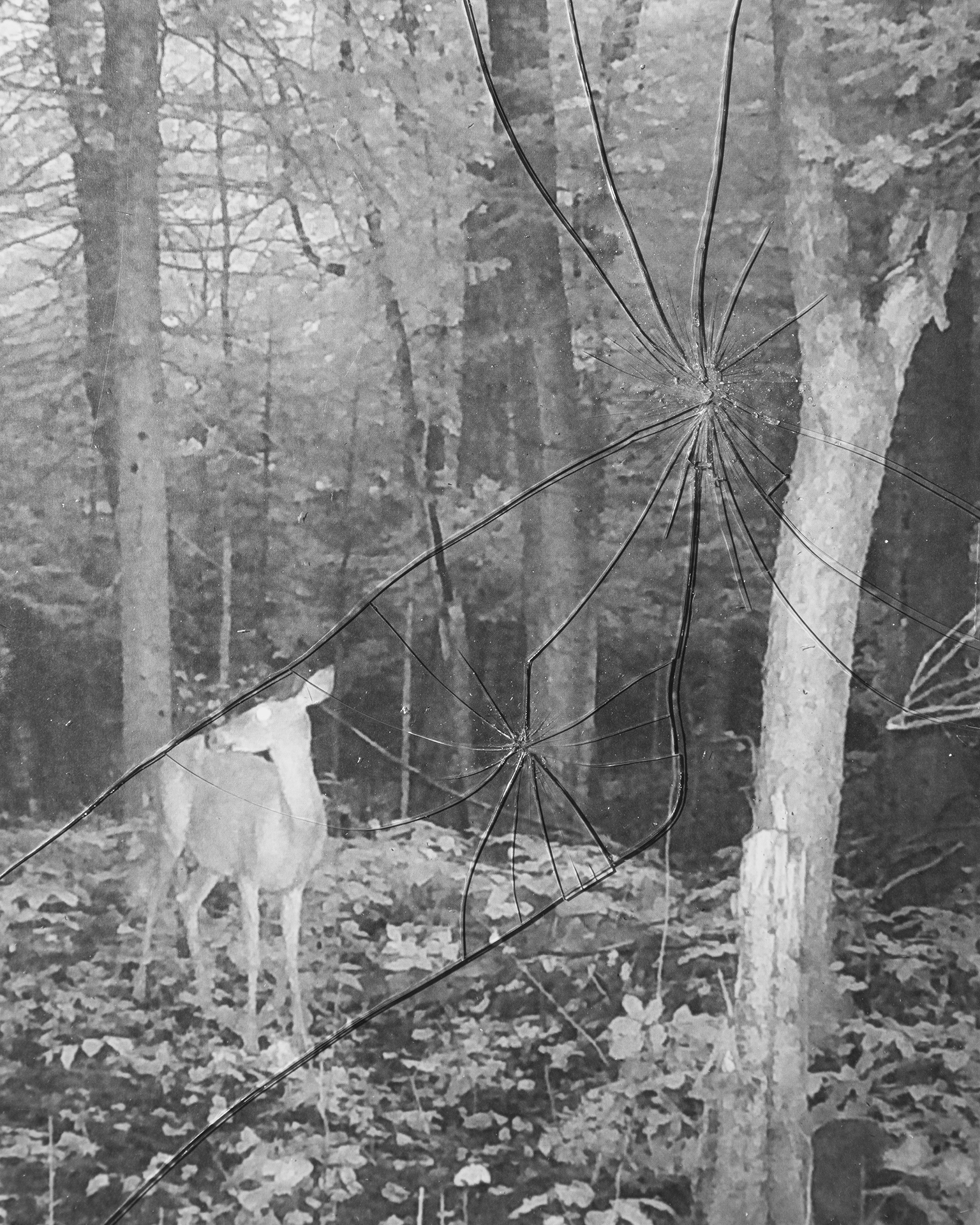 Doe Behind Glass: A black and white trail cam image of a deer at night. A broken sheet of glass lies on top of it, resembling a broken frame.