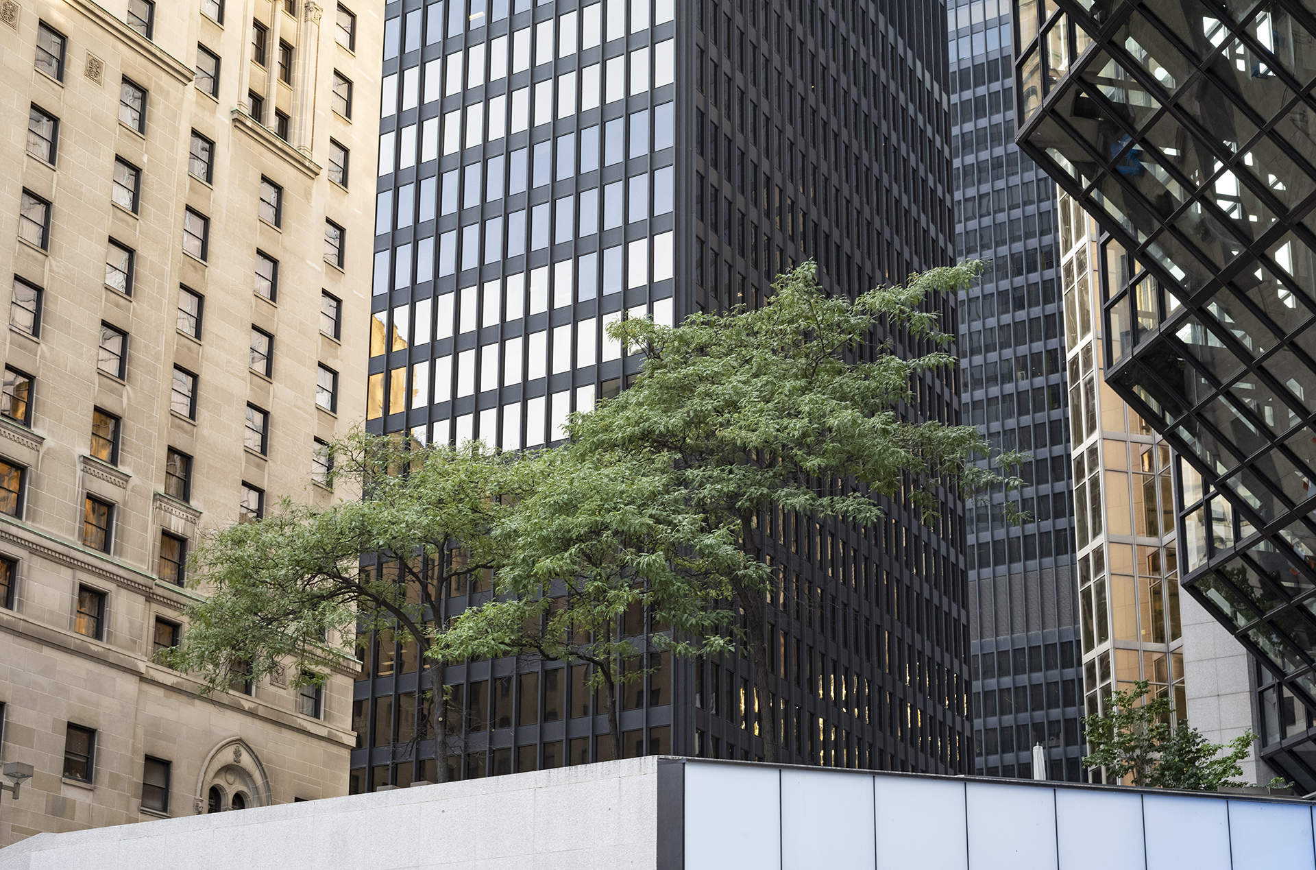 Metropolitan: A photo of a tree surrounded by tall buildings.