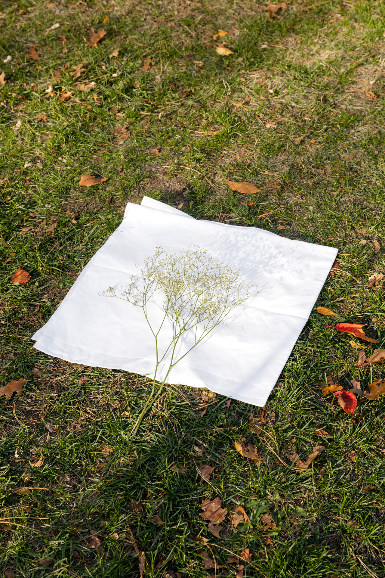 Surrender: A Baby's-Breath flower rested on top of a folded white cloth in the center of a green grass field with orange, red and brown leaves scattered around on a bright day.