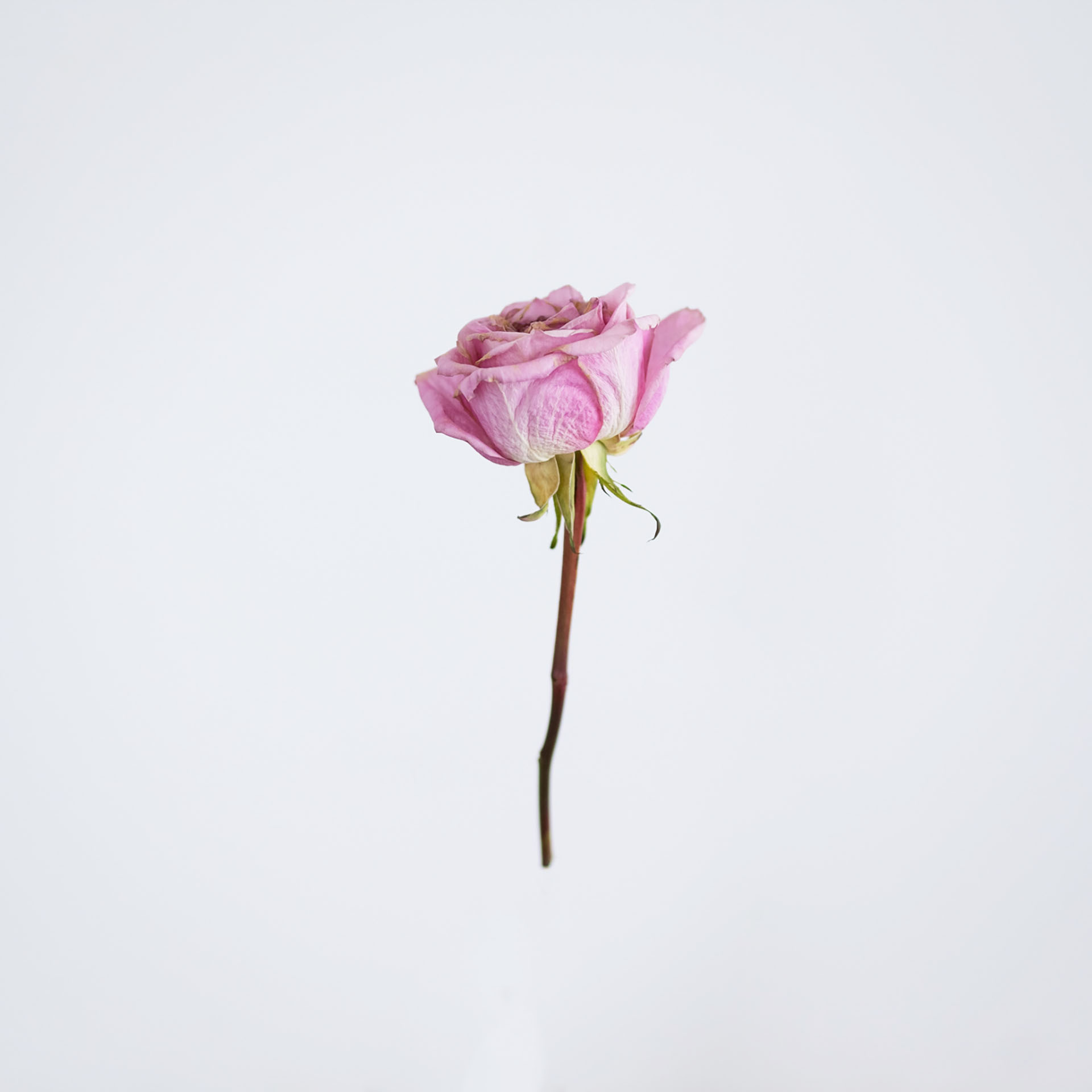 AN IMAGE OF A PINK ROSE FLOATING IN FRONT OF A WHITE BACKGROUND