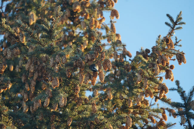 On a bright sunny day with no clouds in view, a bird is perched upside down on a tree branch in the middle of the frame. The bird has a brown chest, black head and two white stripes below and above its eye. The tree is green and filled with acorns.