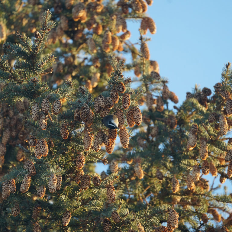 On a bright sunny day with no clouds in view, a bird is perched upside down on a tree branch in the middle of the frame. The bird has a brown chest, black head and two white stripes below and above its eye. The tree is green and filled with acorns.