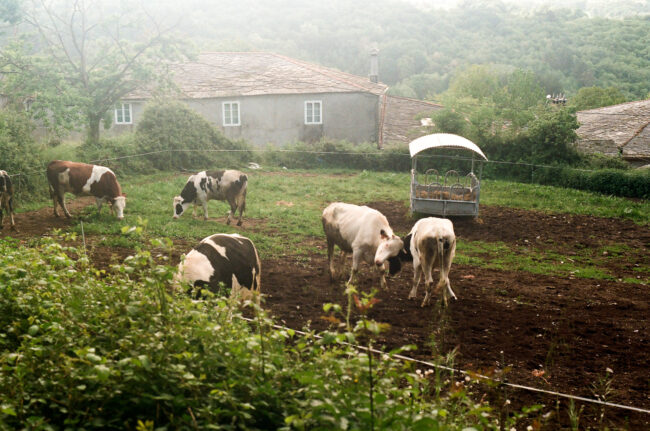 Looking down over some bushes from a road just above, dairy cows can be scene grazing a very small piece of land. A small yard of a farmer. While the dairy cows graze, two stand in the middle, bashing their small horns into one another. It is hard to tell whether it is playful or serious. The surrounding cows do not look concerned. They continue to graze and eat the grass from the field.