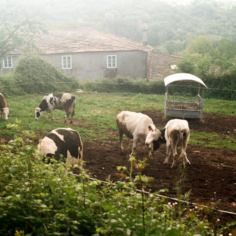 Looking down over some bushes from a road just above, dairy cows can be scene grazing a very small piece of land. A small yard of a farmer. While the dairy cows graze, two stand in the middle, bashing their small horns into one another. It is hard to tell whether it is playful or serious. The surrounding cows do not look concerned. They continue to graze and eat the grass from the field.
