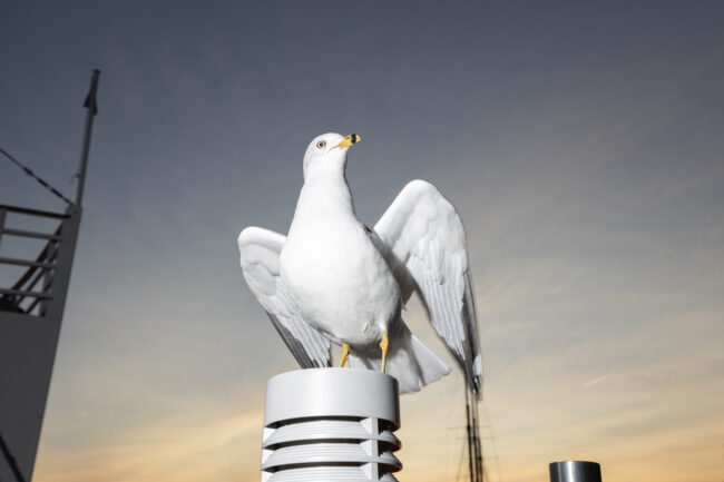 A seagull spreading its wings, ready to take off, with the sea and sunset in the background.