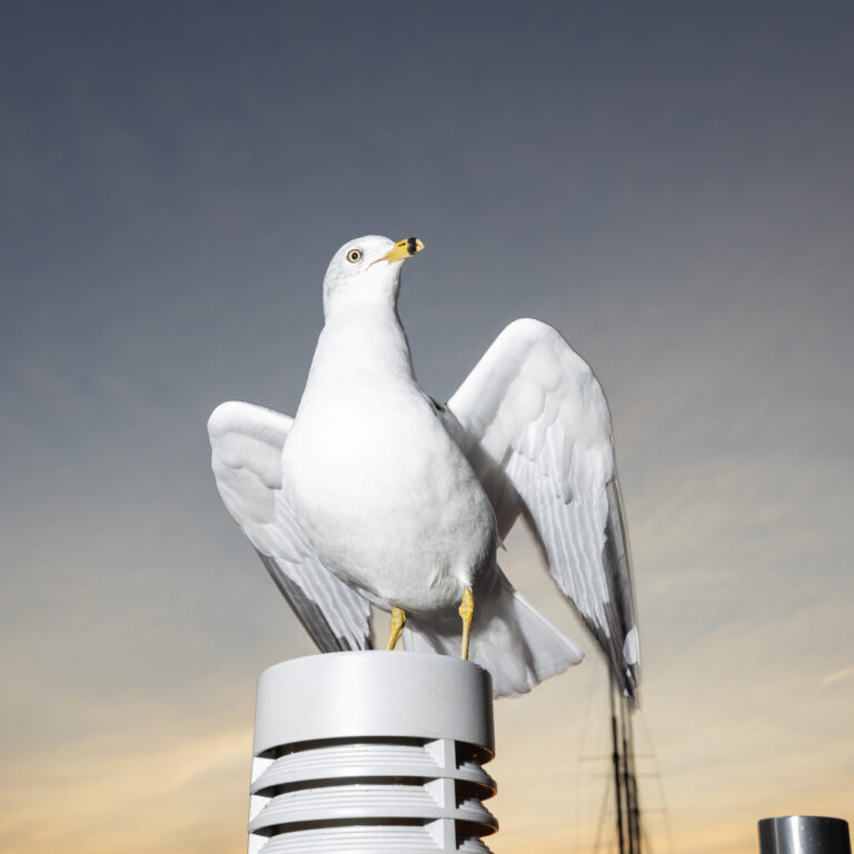 A seagull spreading its wings, ready to take off, with the sea and sunset in the background.