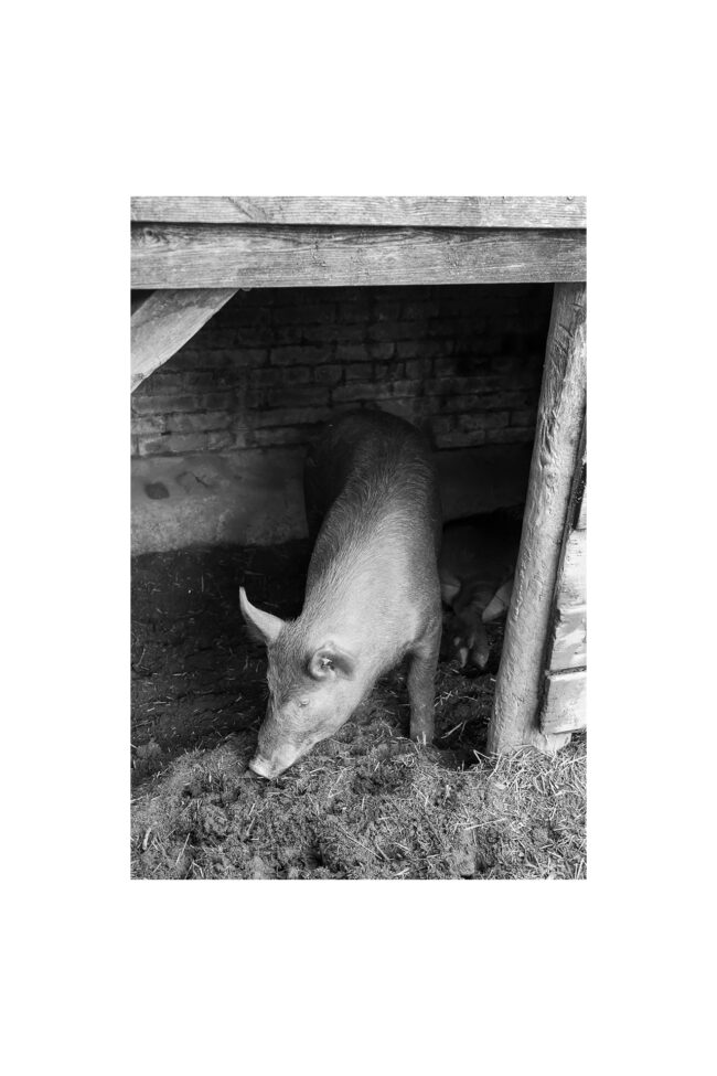 White canvas with a small black and white image in the middle. The black and white image is of a pig standing and sniffing the ground in its hut. The pig's head is aimed towards the ground, left side facing the camera.