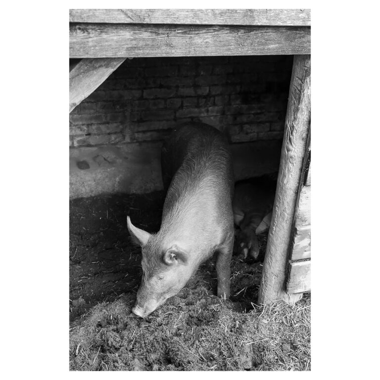White canvas with a small black and white image in the middle. The black and white image is of a pig standing and sniffing the ground in its hut. The pig's head is aimed towards the ground, left side facing the camera.