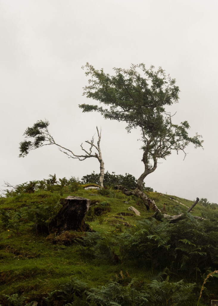A rugged, verdant landscape under a bright, featureless overcast sky. On the right, a large, gnarled tree with a full canopy of dark green leaves stands on a steep slope. To its left, a slender tree with light, almost white bark has mostly bare, twisted branches, with a small cluster of leaves on its left side. In the lower-left foreground, a dark, prominent tree stump is surrounded by lush green ferns, moss, and grass that cover the uneven ground.
