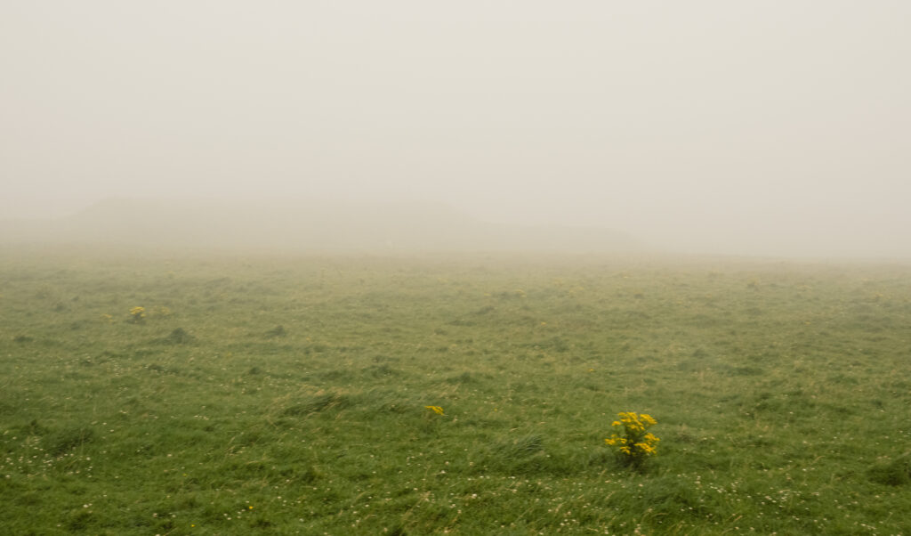 A wide shot of a lush green meadow covered in small white wildflowers and tall grasses, fading into a dense, light-beige fog that obscures the distant horizon. A prominent bush of bright yellow flowers stands in the lower right foreground.